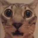 HUH HUH