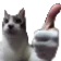GatoApproved