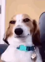 dogsmile
