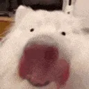 shlorp