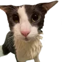 soggy_cat_c soggy_cat_c
