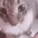 flabbergastedcat flabbergastedcat
