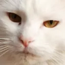zuriNotImpressed zuriNotImpressed