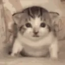 vietnamcat
