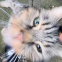 catRose
