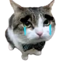 Sadcat Sadcat