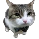 catstare catstare