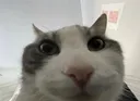 catstare