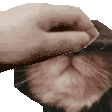 petthewally Discord emoji