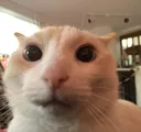 Catstare