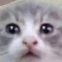 cat_about_to_cry Discord Emoji