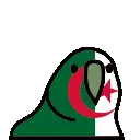 algeriaParrot
