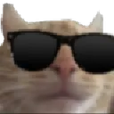 dr_catcool