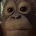 monkeystare