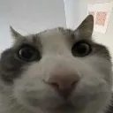 wirescat
