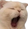 yawn