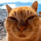 ctb_catslideshow Discord Emoji