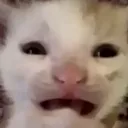 Naurcat