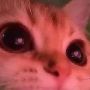 catinlove