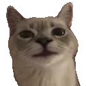 muizaih_kittyyes