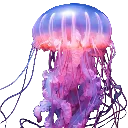 jelly