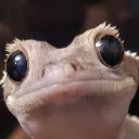 SLOMMED