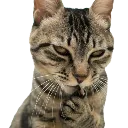 Cat_plotting_Evil