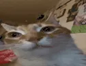 Orm