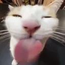blehcatv2