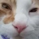 catstare1 Discord Emoji