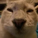 Catstare2 catstare2 Discord Emoji