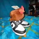 swagicken