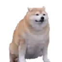 ChonkyDoge ChonkyDoge