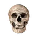 12_skull