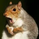 squirrel_what squirrel_what