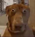 scoob