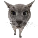Catlook CatLook Discord Emoji