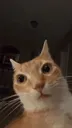 stare
