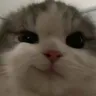 catsmirk catsmirk