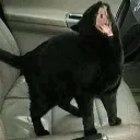 catscream