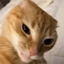 pablo