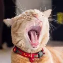 Cat_yawn Cat_yawn