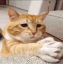 Catbeg