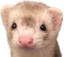 A close-up of a ferret with a wide-eyed, intense, and unblinking expression.