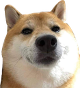 DogeLook Discord sticker from 🛕𝗭𝗼𝗱𝗶𝗮𝗻 𝗘𝗺𝗽𝗶𝗿𝗲🛕