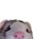 A close-up of a ferret's face peeking over a ledge with a curious expression.