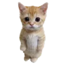 standing_cat Discord Emoji