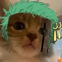 zoro_cat