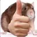 rat_thumb_up