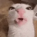 cat_crunch